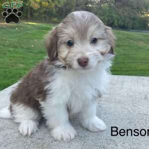 Benson, Havanese Puppy