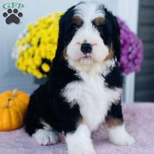 Joy, Bernedoodle Puppy