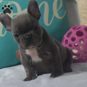 Ricky, French Bulldog Puppy