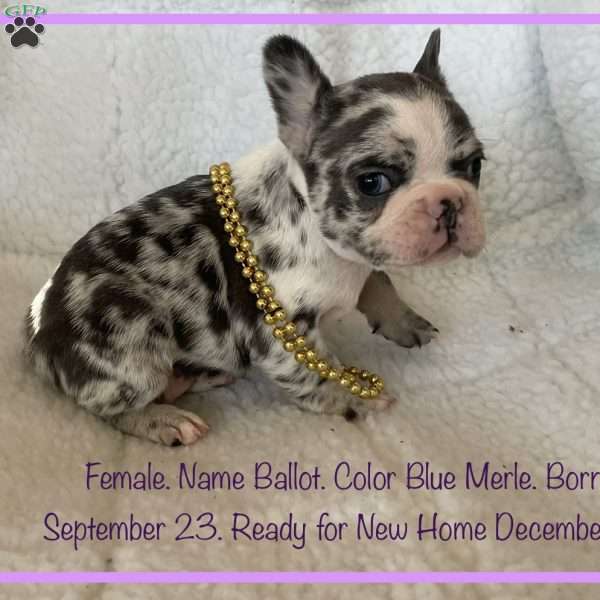 Ballot, French Bulldog Puppy