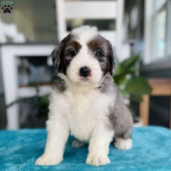 Jet, Bernedoodle Puppy