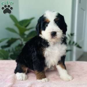 Jade, Bernedoodle Puppy