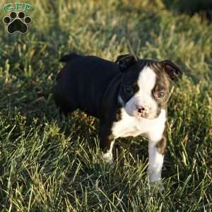 Macy, Boston Terrier Puppy