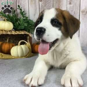 Barnie, Saint Bernard Puppy