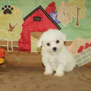 Wilma, Bichon Frise Puppy