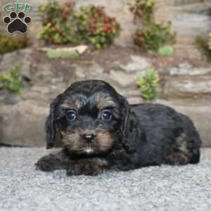 Charleen, Cavapoo Puppy