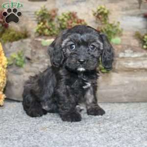 Cathy, Cavapoo Puppy