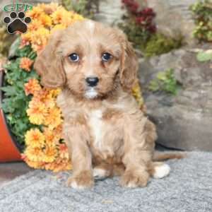 Crystal, Cavapoo Puppy