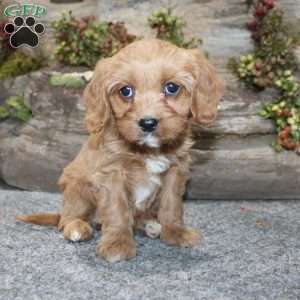 Cindy, Cavapoo Puppy