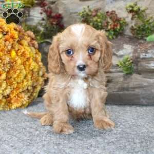 Cody, Cavapoo Puppy