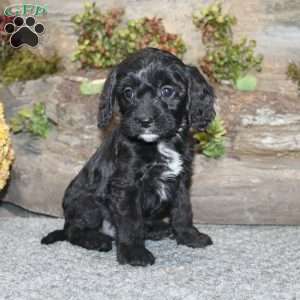 Colton, Cavapoo Puppy