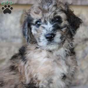 Sadie, Mini Labradoodle Puppy