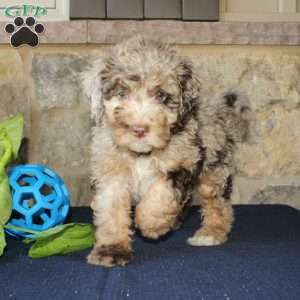 Seth, Mini Labradoodle Puppy