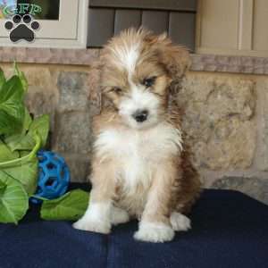 Samson, Mini Labradoodle Puppy