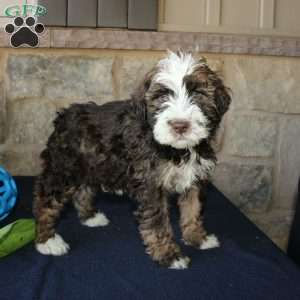 Scotty, Mini Labradoodle Puppy