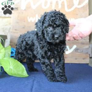 Kathy, Mini Labradoodle Puppy