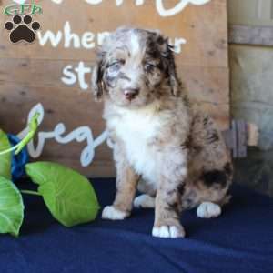 Kody, Mini Labradoodle Puppy