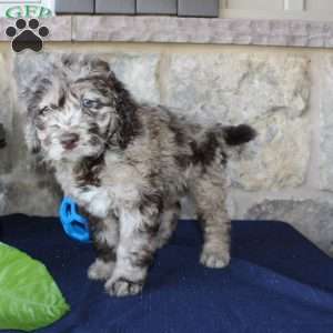 Kelly, Mini Labradoodle Puppy