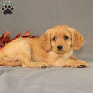 Sage, Miniature Golden Retriever Puppy