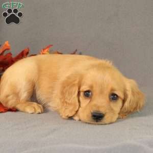 Shirley, Miniature Golden Retriever Puppy