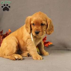 Sonya, Miniature Golden Retriever Puppy