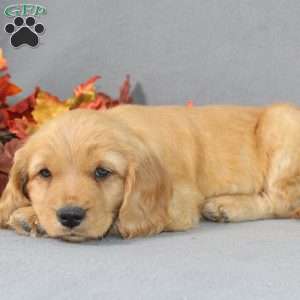 Shane, Miniature Golden Retriever Puppy