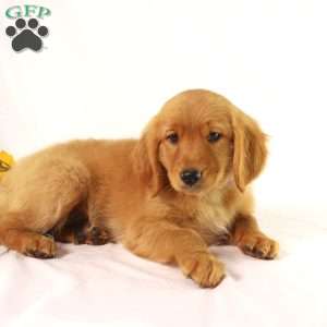 Alex, Miniature Golden Retriever Puppy