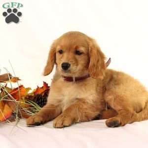 Apricot, Miniature Golden Retriever Puppy