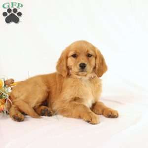 Applebud, Miniature Golden Retriever Puppy