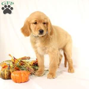 Avery, Miniature Golden Retriever Puppy