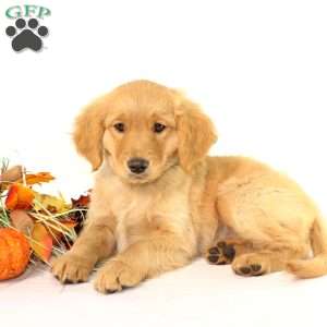 Albert, Miniature Golden Retriever Puppy