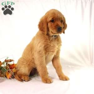 Asher, Miniature Golden Retriever Puppy