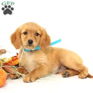 Annie, Miniature Golden Retriever Puppy