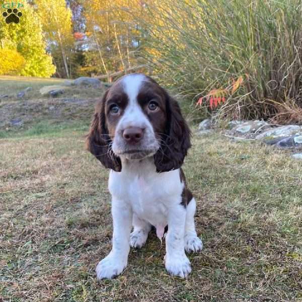 Archie, English Springer Spaniel Puppy