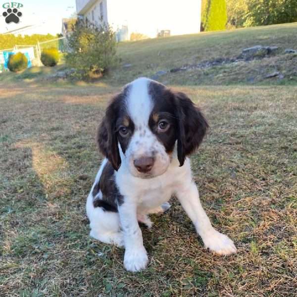 Junior, English Springer Spaniel Puppy