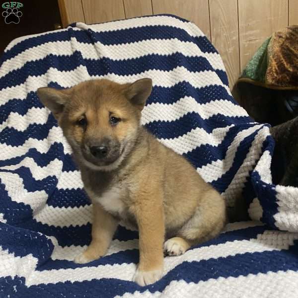 Sam, Shiba Inu Puppy