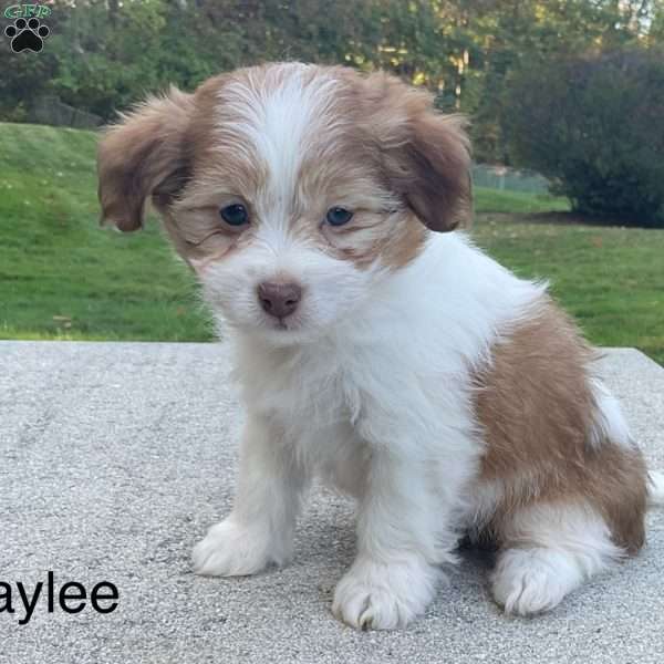 Braylee, Havanese Puppy