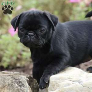 Roxy, Pug Puppy