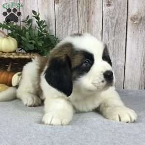 Bella, Saint Bernard Puppy