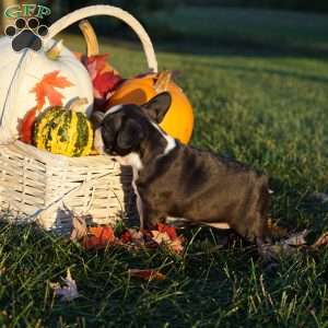 Mavis, Boston Terrier Puppy