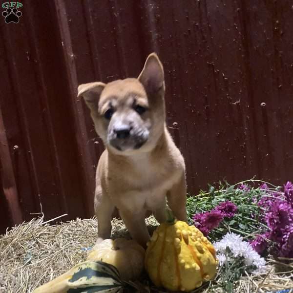 Chrysanthemum, Shiba Inu Mix Puppy