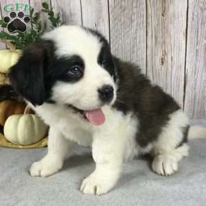 Sadie, Saint Bernard Puppy