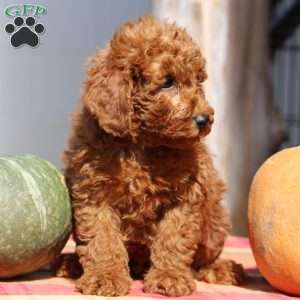 Arnold, Mini Goldendoodle Puppy