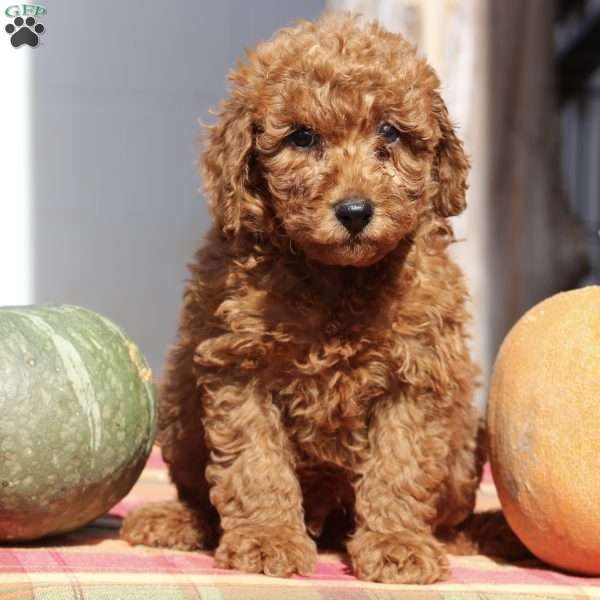 Arnold, Mini Goldendoodle Puppy