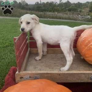 Sam, Labrador Mix Puppy