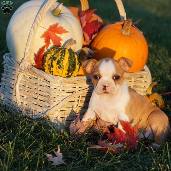 Mocha, Boston Terrier Puppy