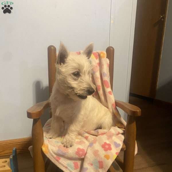 Taylor, West Highland Terrier Puppy