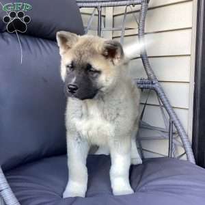 Caver, Akita Puppy