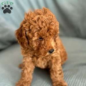 Toy Poodle Puppies For Sale Greenfield Puppies