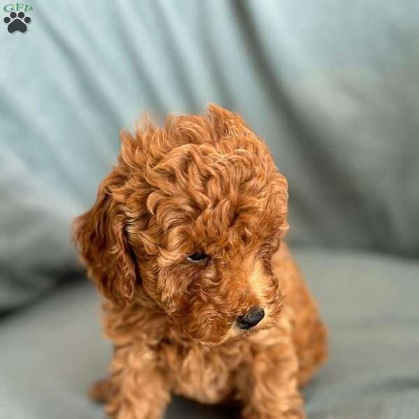 Maxwell, Toy Poodle Puppy